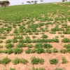 Visite de parcelles de production de semences dans les régions de Thiès, Kaolack et Kaffrine