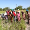 Visite du Projet de production du riz pluvial dans les plateaux et les vallées en Casamance