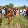 Visite du Projet de production du riz pluvial dans les plateaux et les vallées en Casamance