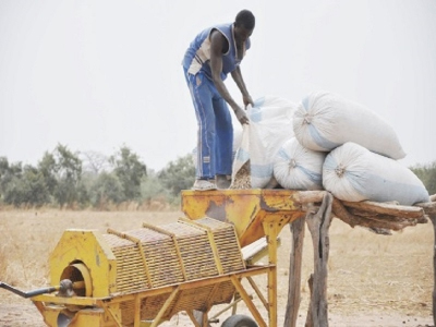 Dagana : Les producteurs réclament de bonnes semences