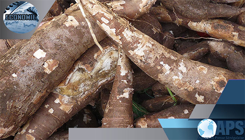 des-producteurs-vantent-de-nouvelles-varietes-de-manioc-venues-du-ghana