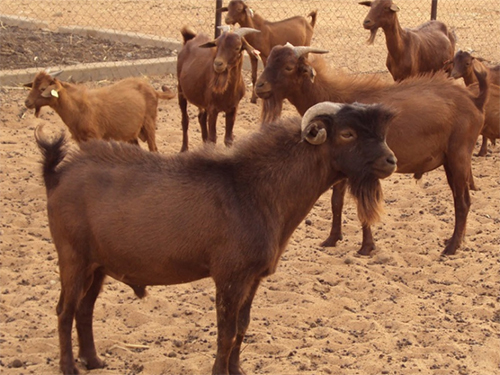 Introduction de la chèvre rousse de Maradi du Niger : 30 sujets en expérimentation à l’Ensa de Thiès