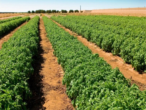 production-de-semences-horticoles-la-ferme-de-sangalkam