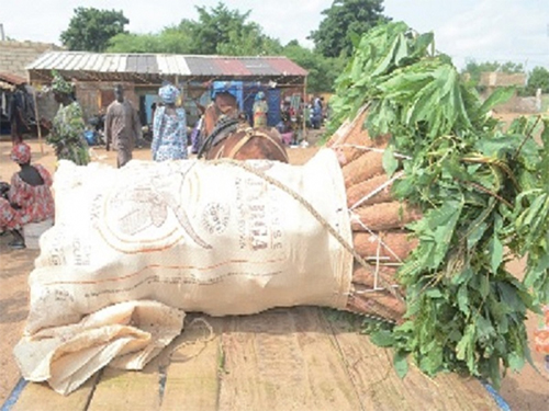 Production du manioc dans les Niayes : Des variétés importées du Ghana redonnent de l’espoir aux producteurs