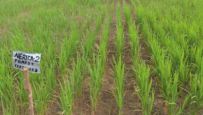 riz-basse-casamance