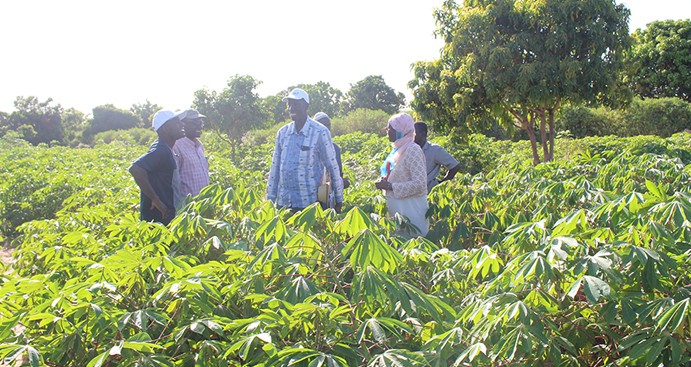 10e Mission Banque mondiale WAAPP/PPAAO - Parcelle de manioc transféré du Ghana à Thielle Tivaoune