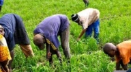 UNE AGRO-ÉCONOMISTE SALUE LA DIMENSION RÉGIONALE DE LA MISE EN ŒUVRE DU WAAPP