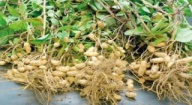 Semences d’arachide : Sept nouvelles variétés disponibles en 2017