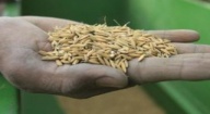Bassin de l’Anambe : Près de 600 millions de FCfa générés en 2016 par la vente de semences