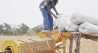 Dagana : Les producteurs réclament de bonnes semences