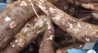 DES PRODUCTEURS VANTENT DE NOUVELLES VARIÉTÉS DE MANIOC VENUES DU GHANA