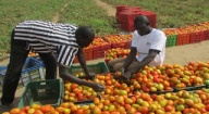 Amélioration de la productivité agricole : La ferme semencière de Sinthiou Malème bientôt fonctionnelle à plein temps