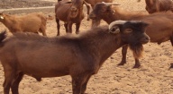 Introduction de la chèvre rousse de Maradi du Niger : 30 sujets en expérimentation à l’Ensa de Thiès