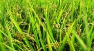 A Missirah Niombato, des femmes expérimentent la production de semences de riz certifiées