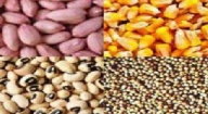 12% de semences certifiées pour l'Afrique de l'ouest