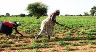 Programme de productivité agricole en Afrique de l’Ouest : La Banque mondiale réfléchit sur un nouvel agenda de projets