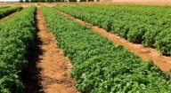 Production de semences horticoles : La ferme de Sangalkam opérationnelle dans trois mois