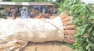 Production du manioc dans les Niayes : Des variétés importées du Ghana redonnent de l’espoir aux producteurs