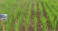 Introduction des variétés Nerica et Sahel : Les rendements de riz triplés en basse Casamance