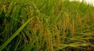 Riz : résultats convaincants sur un sol enrichi avec de l’arachide et du phosphate