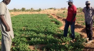 Massata Niang, Président du Comité de pilotage du PPAAO/WAAPP-Sénégal « Faire en sorte que chaque producteur puisse disposer de semences en qualité et en quantité »