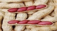 "Yaakar et Rafète Kaar", 2 nouvelles semences d’arachide à la disposition des producteurs dès 2017