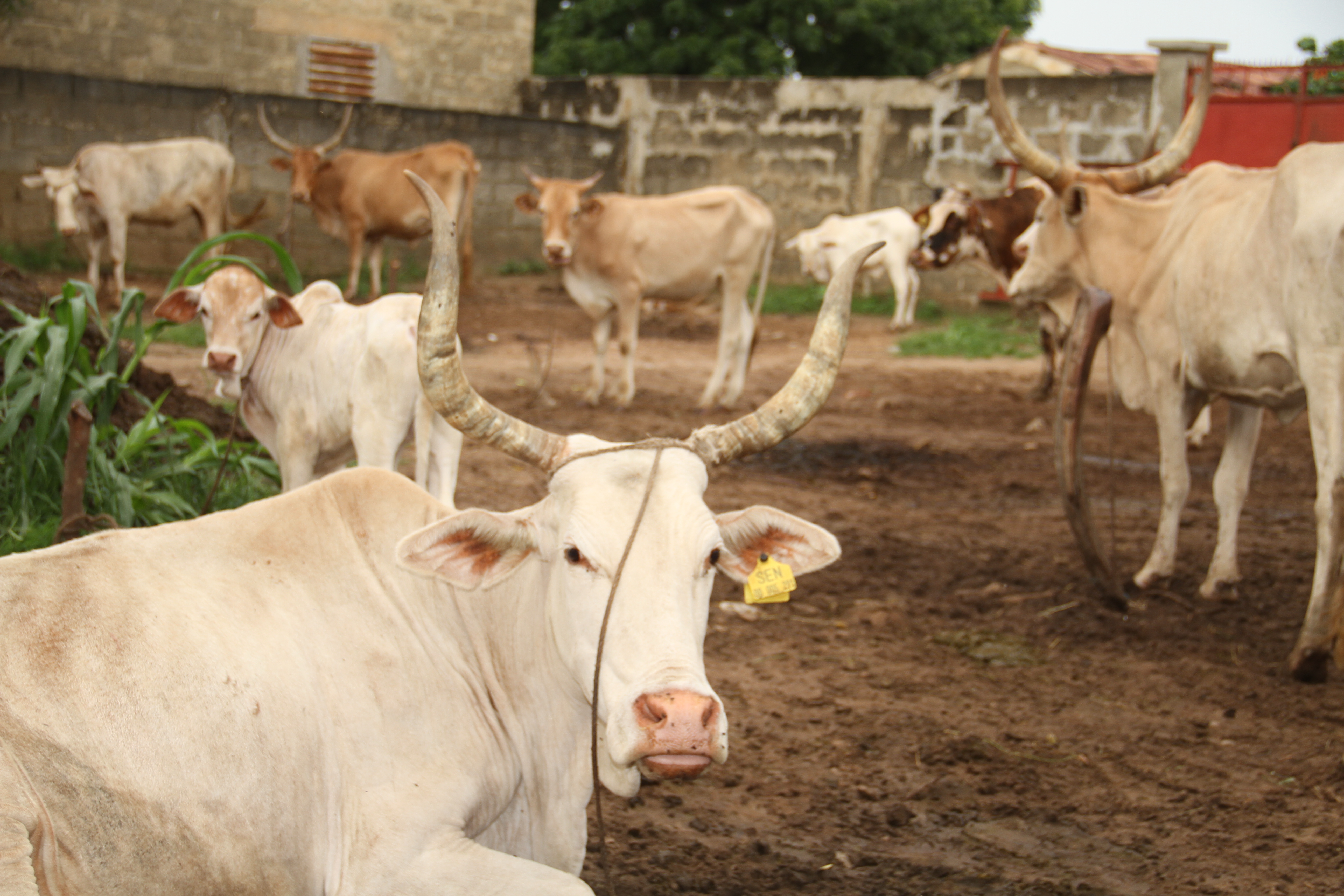 Circulation of animal genetic resources in West Africa: A harmonized  regulatory framework to enhance nutritional security | West Africa  Agricultural Productivity Program